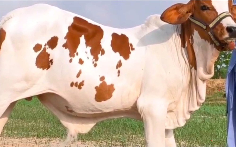 Premium livestock farm